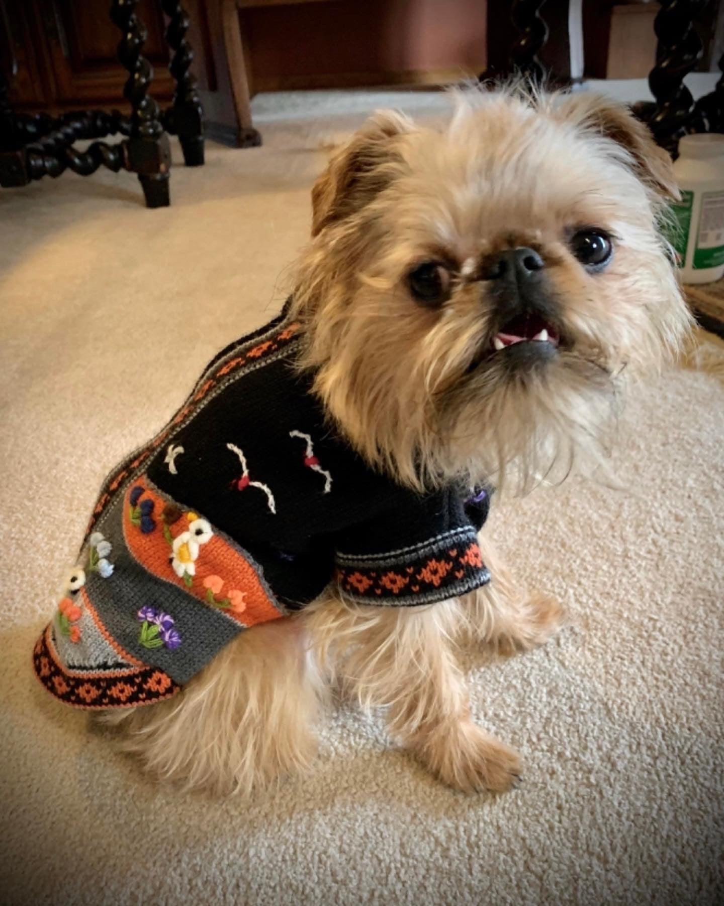 Size 4 Peruvian Dog Sweater