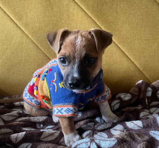 Size XO (teacup) Peruvian Dog Sweater