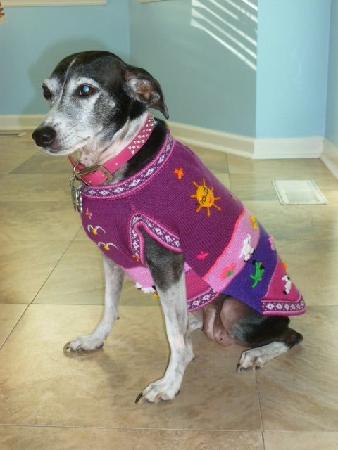 Peruvian dog sweater